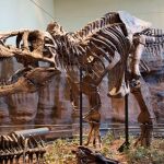 Holotipo de Tyranosaurus rex expuesto en el Carnegie Museum of Natural History, en Pittsburgh.