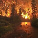 Un incendio forestal no controlado