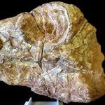 El Museo de los Dinosaurios de Salas de los Infantes presenta un proyecto internacional de investigación paleontológica sobre un fósil de dinosaurio de la Sierra de la Demanda