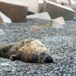 Un ejemplar macho de foca gris, que habita normalmente en el Atlántico norte, ha sido hallado vivo este jueves en la playa del Cable en Motril ( Granada)