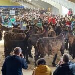 Exposición de la raza asnal zamoranoleonesa celebrada este sábado en San Vitero (Zamora)