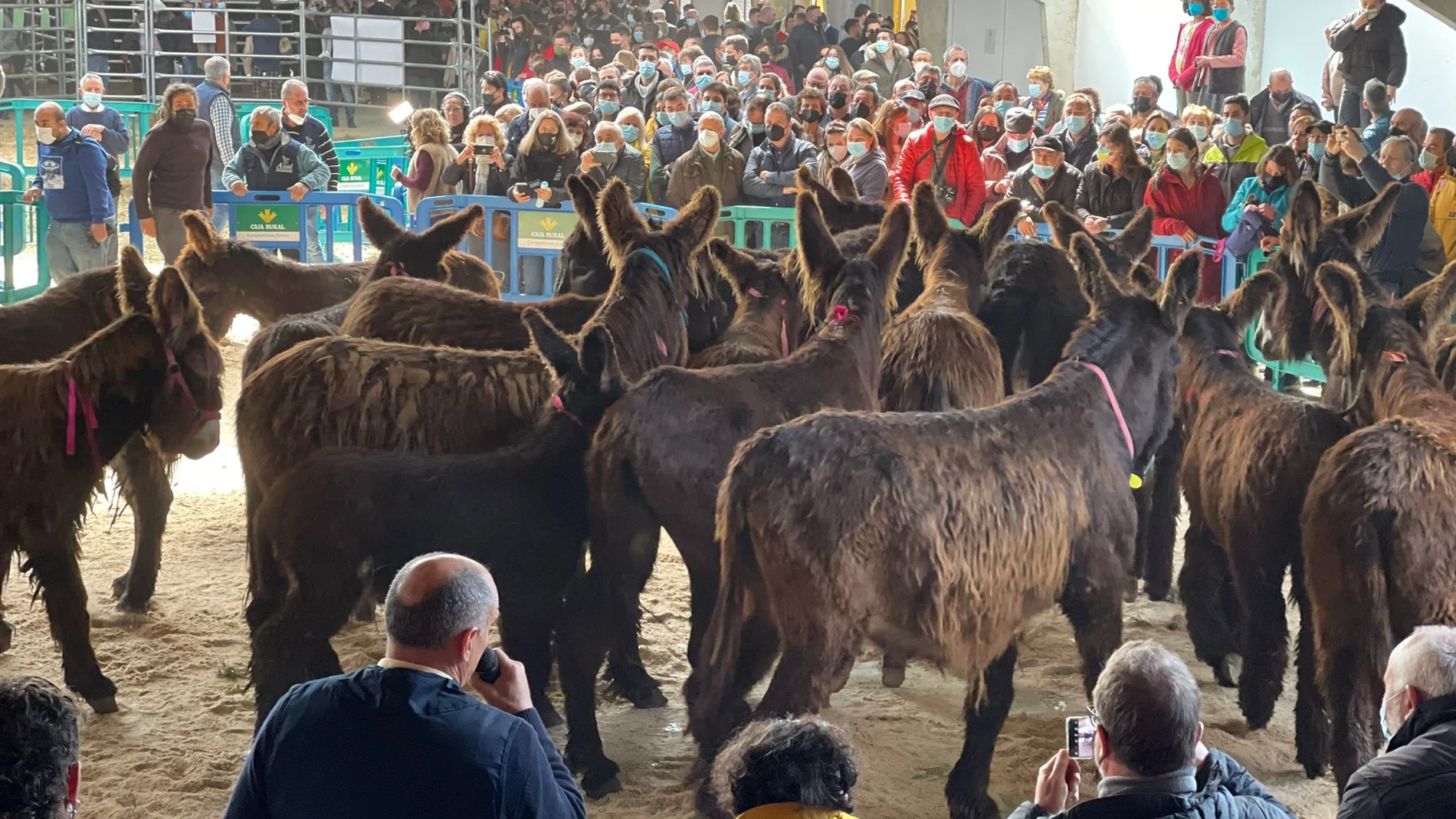 Exposición de la raza asnal zamoranoleonesa celebrada este sábado en San Vitero (Zamora)