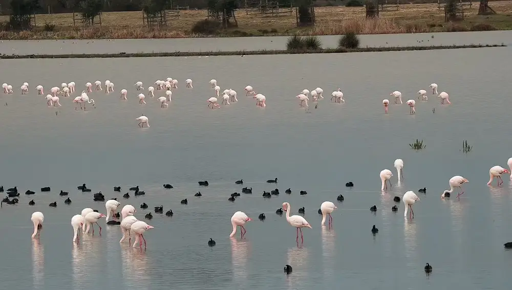 Parque Nacional de Doñana. SEO/BIRD LIFE