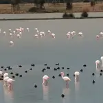 Parque Nacional de Doñana. SEO/BIRD LIFE