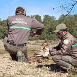 Agentes medioambientales de la Junta denuncian a un coto por la caza no autorizada de seis corzos en una montería