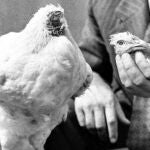 El pollo sin cabeza, conocido como Mike, en la foto junto a su cabeza, sujetada por Lloyd Olsen