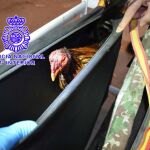 Uno de los gallos requisados en la pelea