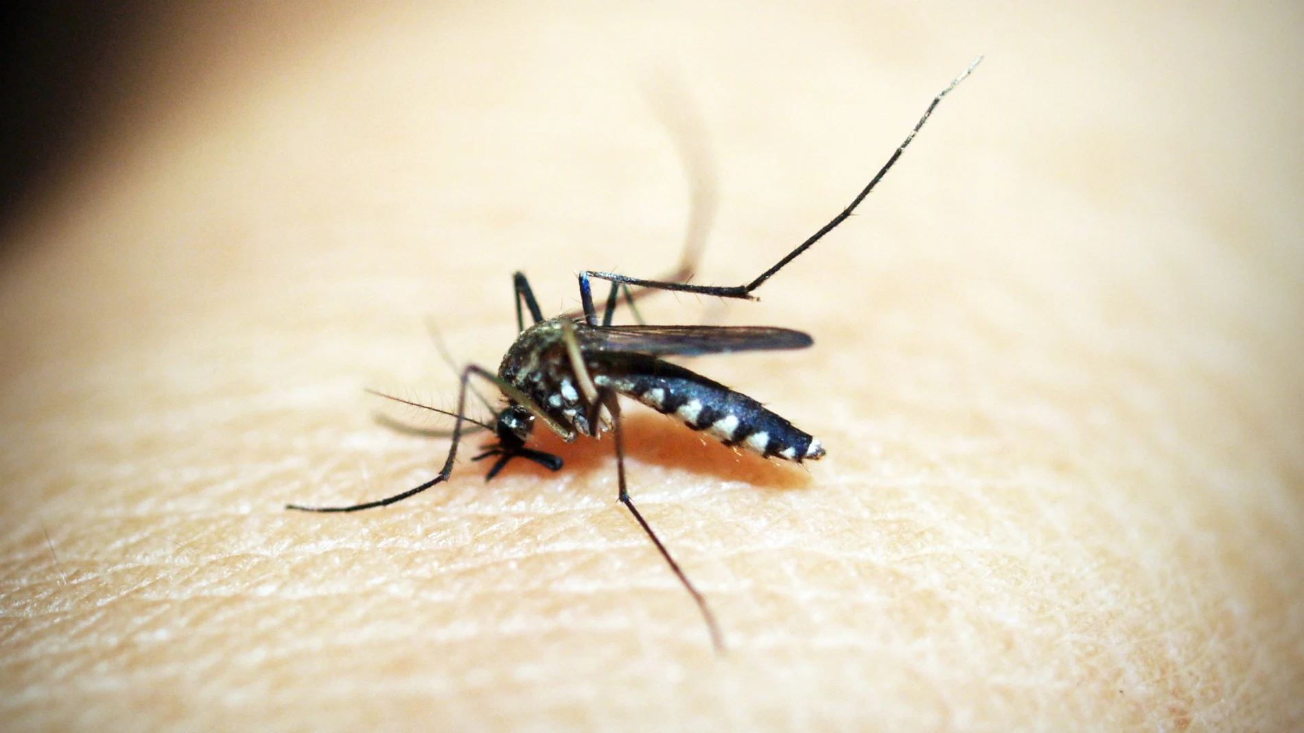 Las picaduras de los mosquitos son muy molestas y suelen durar varios días