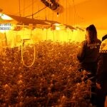 La Guardia Civil desmantela en Puerto Lumbreras una plantación 'indoor' de marihuana GUARDIA CIVIL 31/03/2022