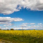 Imagen de un campo con flores amarillas durante la primavera, con la sierra de Madrid al fondo