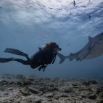 Judith durante la inmersión con los tiburones tigre en Fuvahmulah