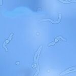 Moscas flotantes en el cielo