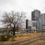 Las obras de urbanización de las calles Alberdi y Cosmos han puesto en peligro una morera centenaria que algunas vecinas han cuidado los últimos años