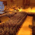 Intervenidas más de un millar de plantas de marihuana en una nave de Alcalá. POLICÍA NACIONAL