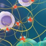 Las partículas finas inhaladas (rojo) atraen hilos de colágeno para perturbar la defensa inmunitaria en ratones con células de cáncer de pulmón, según un nuevo estudio publicado en «eLife»