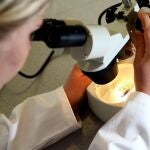 EMBARGOED TO 0001 WEDNESDAY APRIL 20 File photo dated 19/05/08 of a woman looking through a microscope. Researchers have identified five types of bacteria that are linked to aggressive prostate cancer. Issue date: Wednesday April 20, 2022. PA Photo. The bacteria was common in urine and tissue samples from men with the condition, a new study found. It is hoped the findings could help pave the way for treatments that could target this bacteria and slow or prevent the development of aggressive disease. See PA story SCIENCE Prostate. Photo credit should read: David Davies/PA Wire