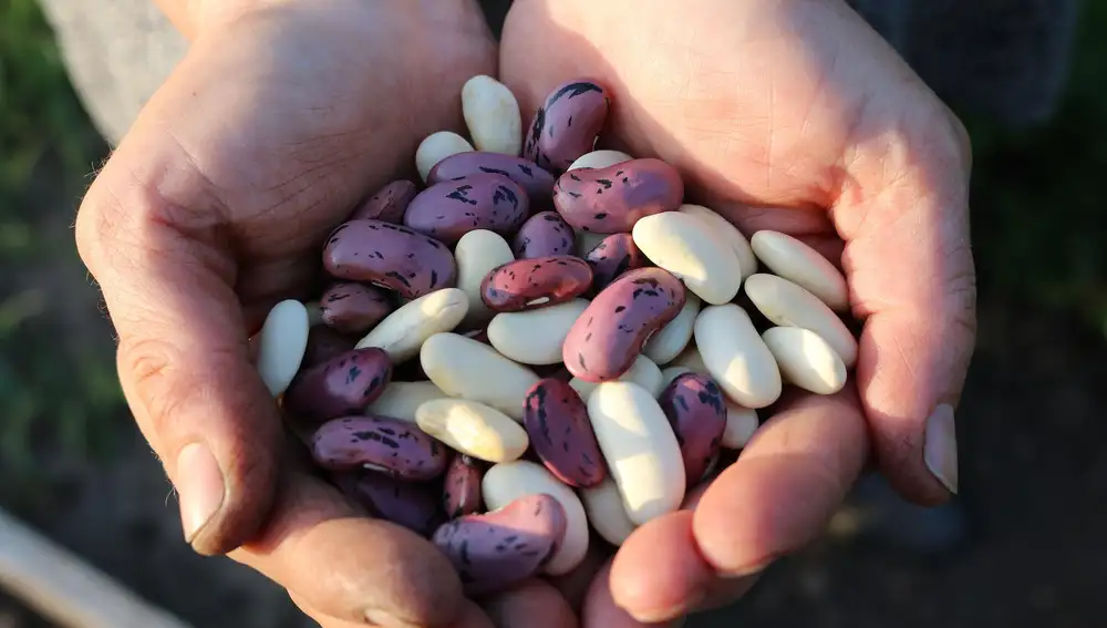 Judías blancas y pintas