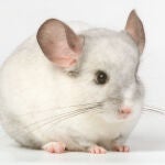 Una chinchilla blanca