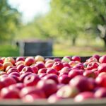 Comer manzanas con piel acelera el metabolismo y es una fuente importante de fibra