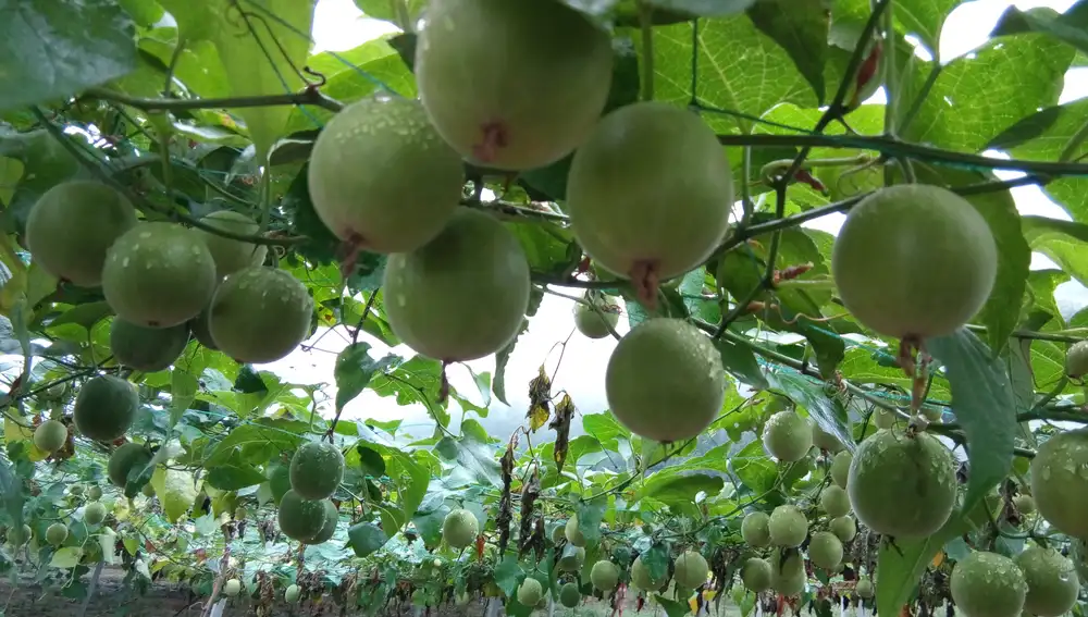 Fruta del monje