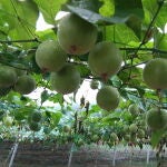 Fruta del monje Fruta del monje