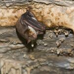 Murciélago ratonero grande (Myotis myotis)