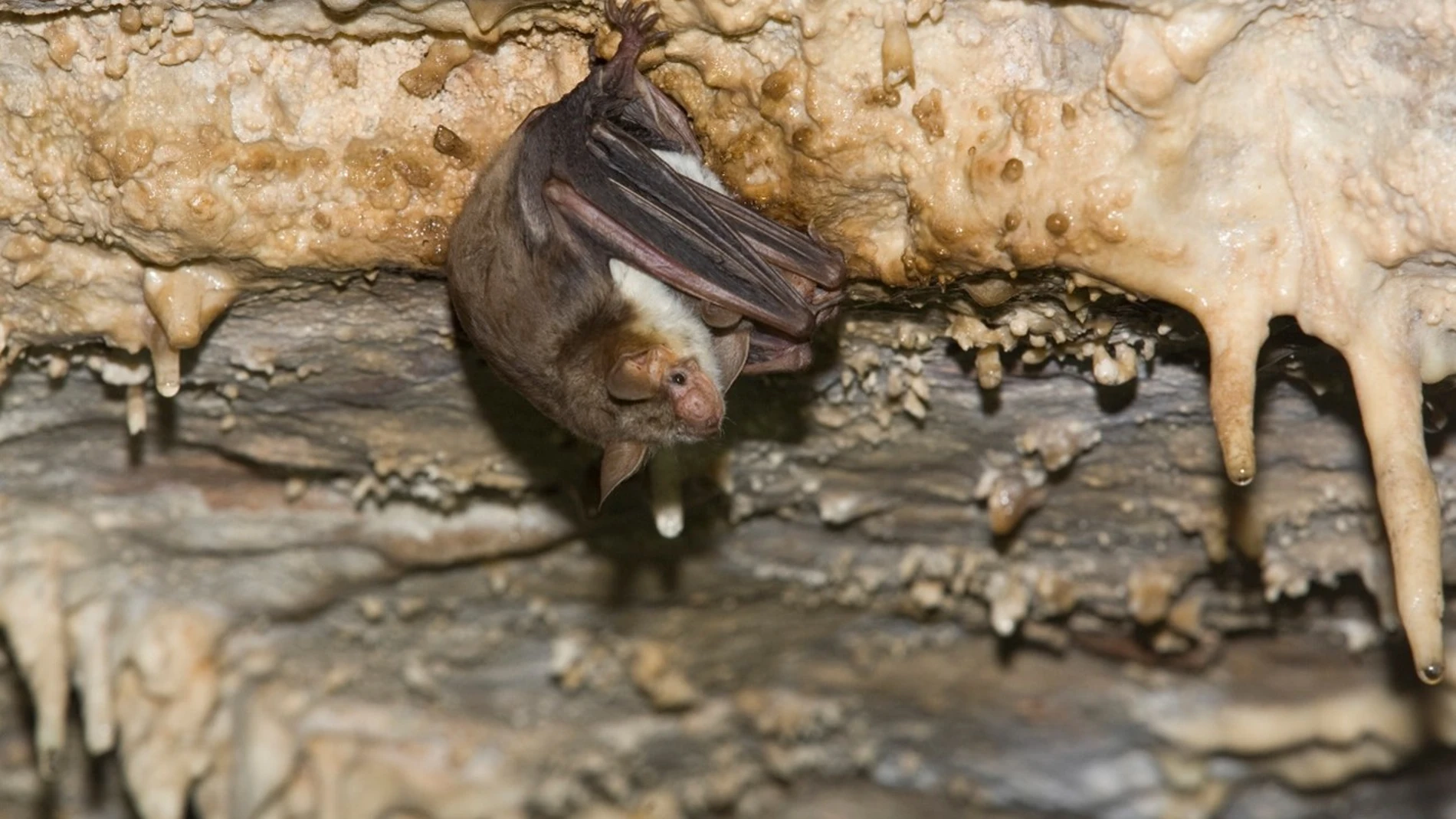 Murciélago ratonero grande (Myotis myotis)