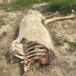 Uno de los restos hallados, según la denuncia