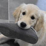 Perro con una zapatilla en la boca