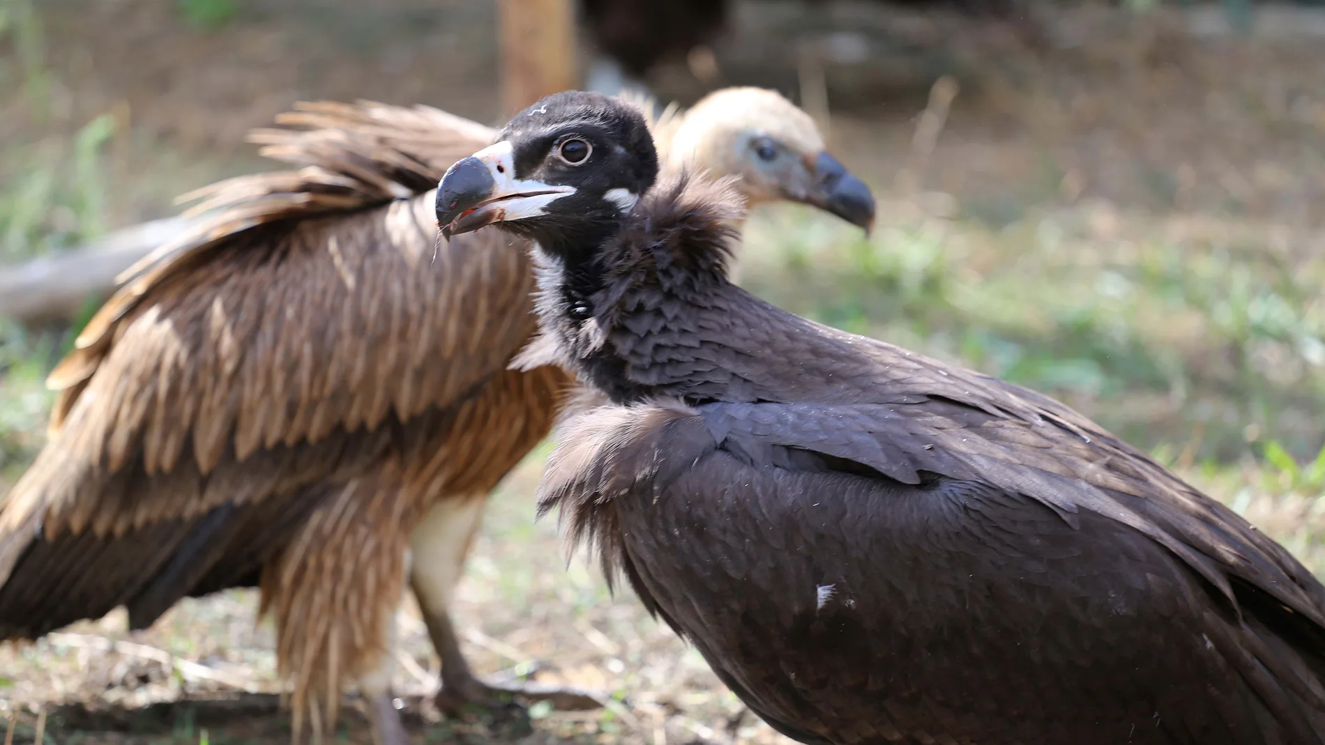 El Centro de Recuperación de Animales Silvestres de Valladolid