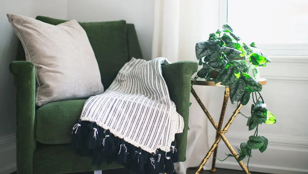 Mantener limpias las plantas permitirá oxigenar mejor la vivienda y eliminar parte del polvo