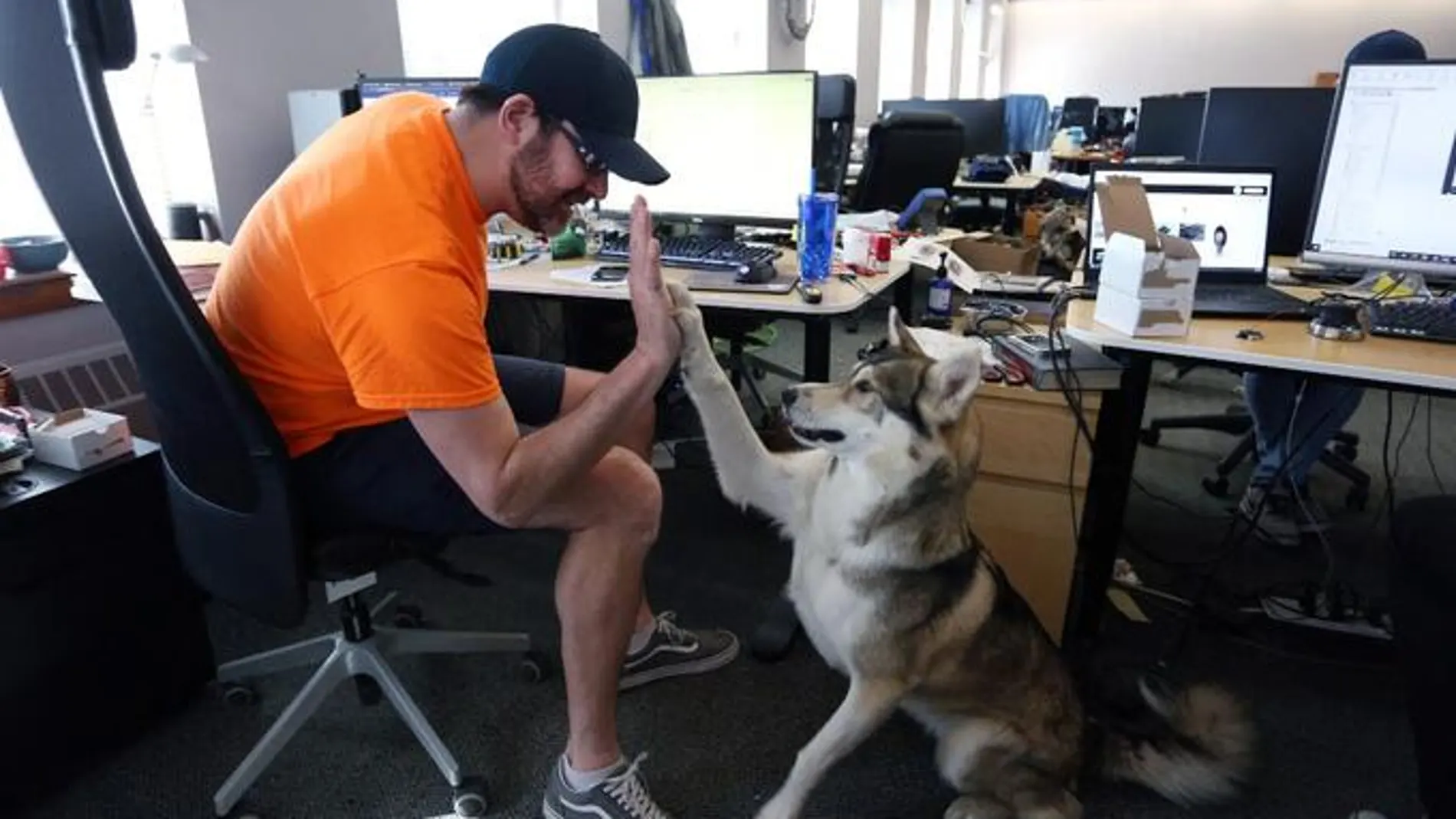 Empresas “pet friendly”