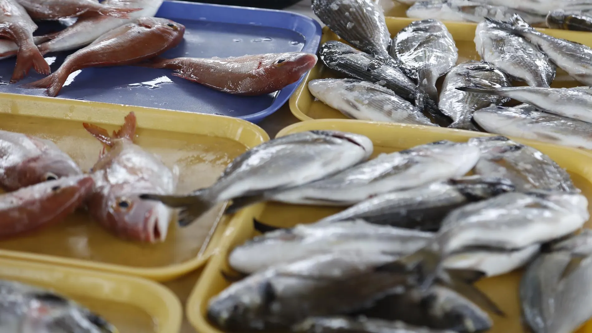 Pescado fresco
