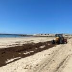 Retirada de alga asiática en la playa del Carmen de Barbate. AYUNTAMIENTO DE BARBATE