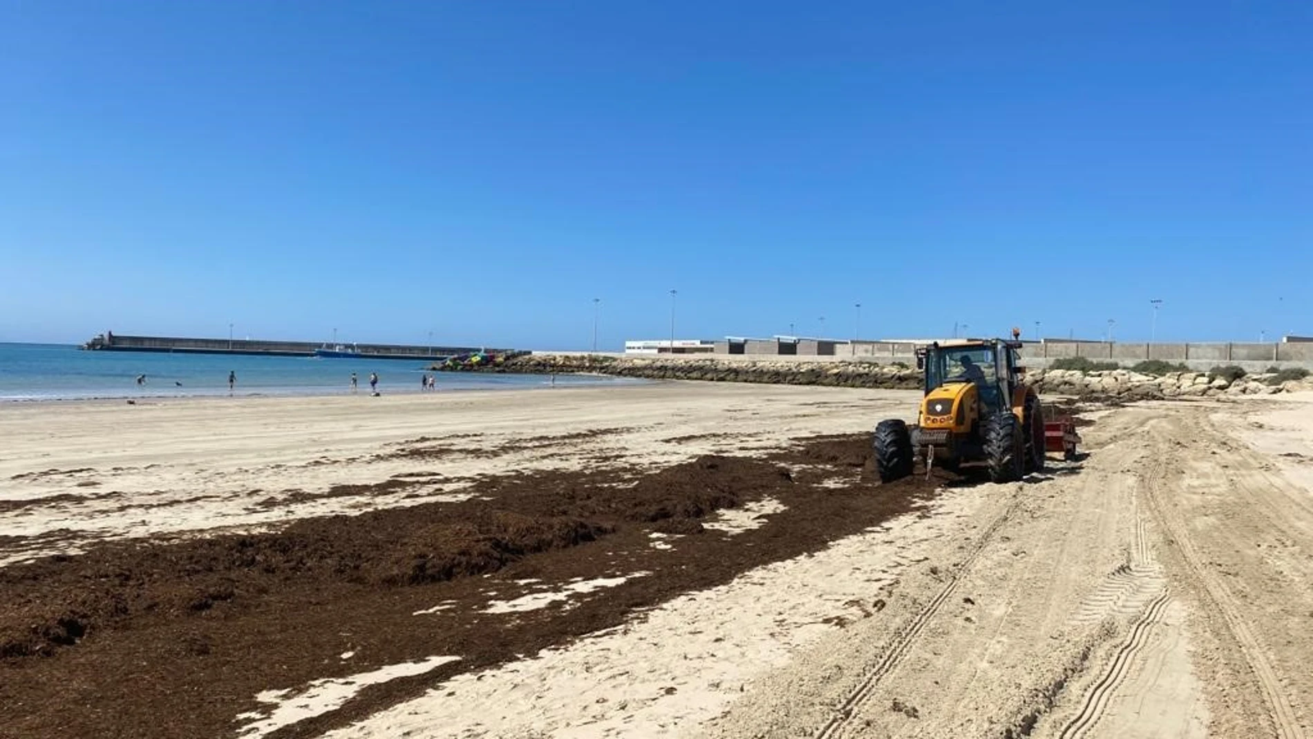 Retirada de alga asiática en la playa del Carmen de Barbate. AYUNTAMIENTO DE BARBATE