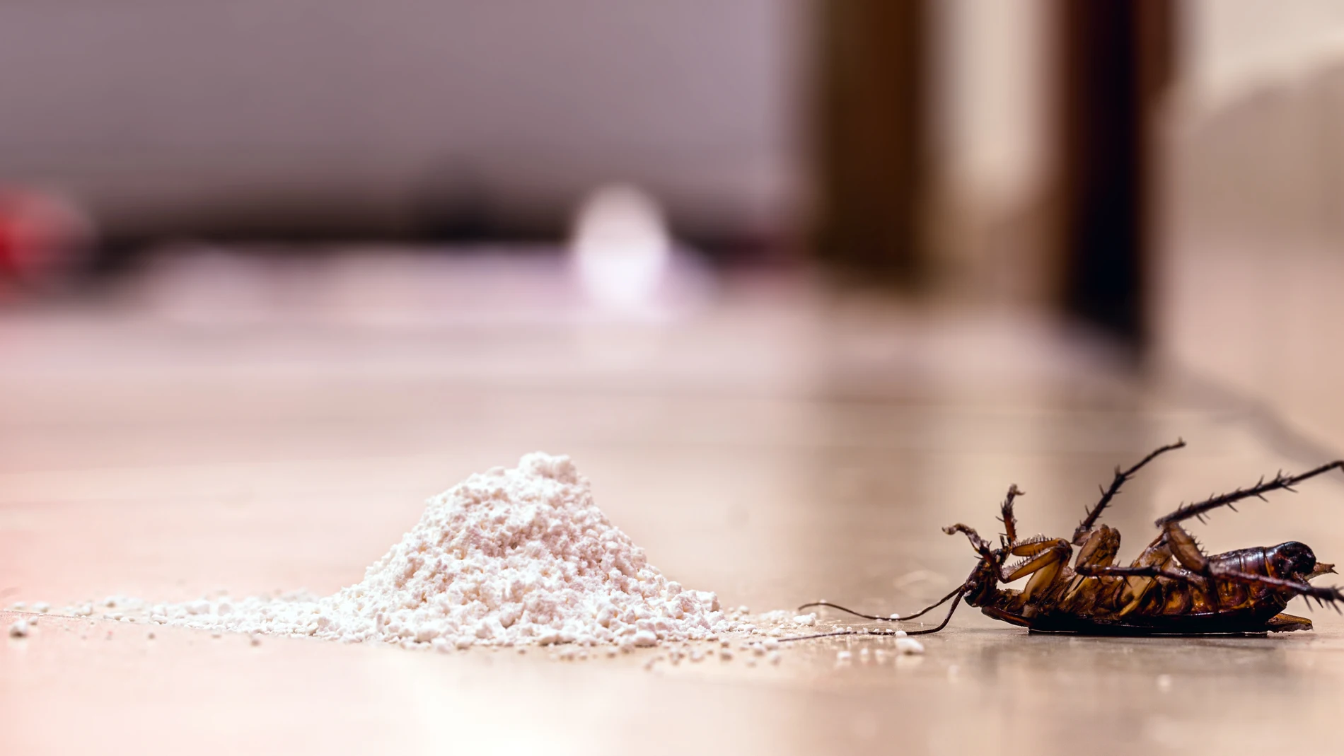 Tenemos a nuestra disposición un veneno casero capaz de liquidar a todas las cucarachas de nuestro hogar | Fuente: Dreamstime