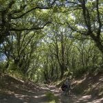 En este trayecto se atraviesan frondosos y bellos bosques