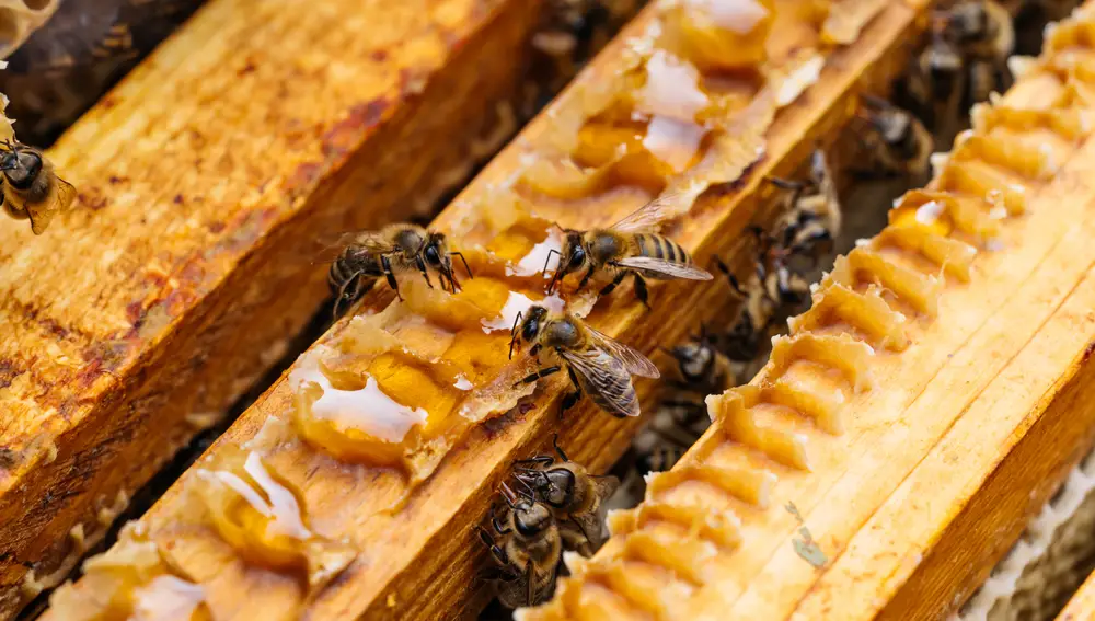 Vista de unas abejas en una colmena