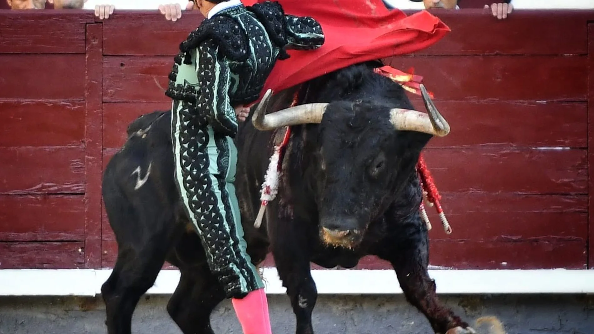 Toros