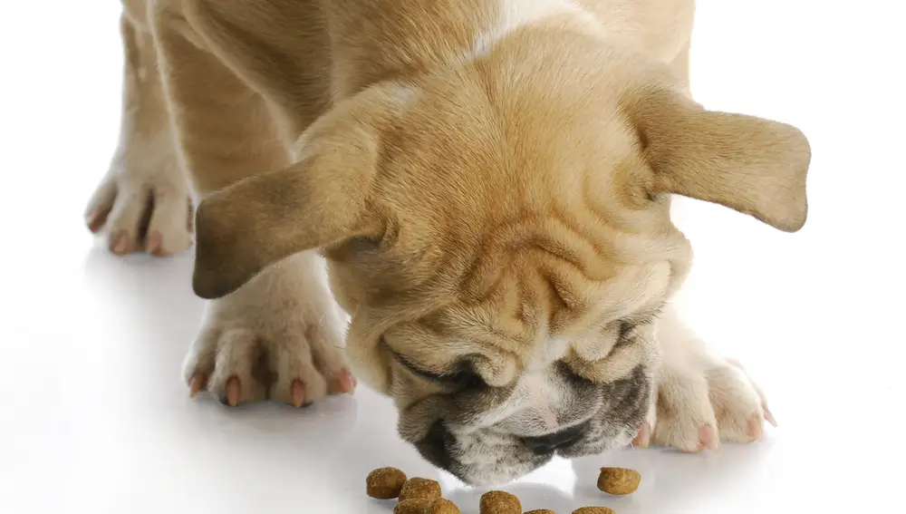 Perro comiendo