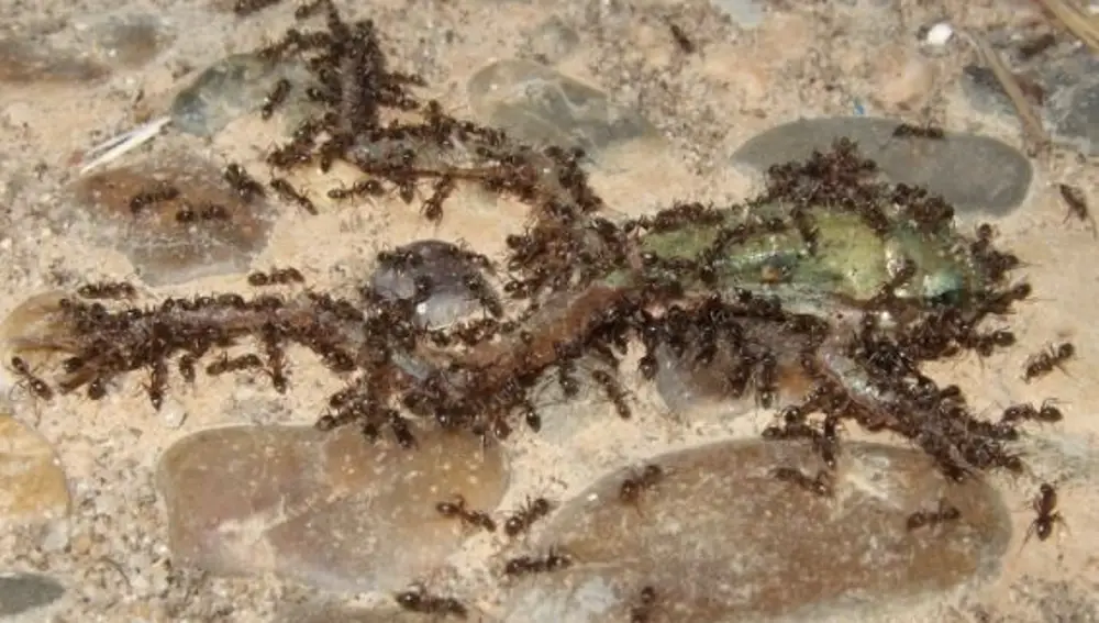 Un grupo de hormigas argentinas ataca a un ejemplar de anfibio juvenil en Doñana. ELENA ANGULO