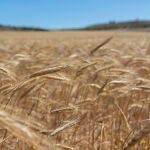 El mes de agosto es el momento más caluroso del año. Por eso es el momento de la cosecha del trigo | Fuente: EFE/ Javier Belver