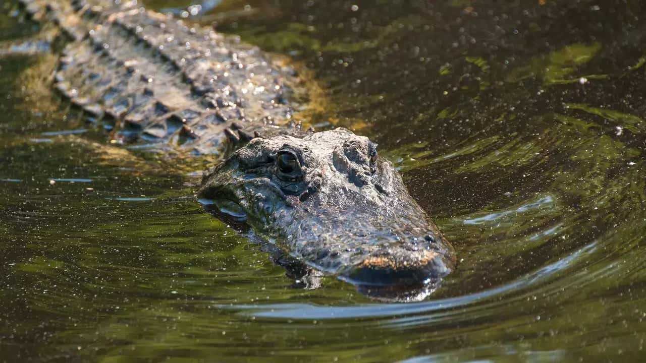 Un hombre salva a su mujer en Florida del brutal ataque de un caimán de 2,4 metros de largo: "Es mi héroe"