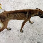 Situación en la que se encontraba uno de los perros de la explotación ganadera