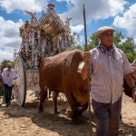 El bueyero conduce a sus bueyes que tiran del Simpecado de la Hermandad de Olivares (Sevilla) a su paso por el puente del Ajolí en el camino a la aldea almonteña de El Rocío. EFE/Julián Pérez