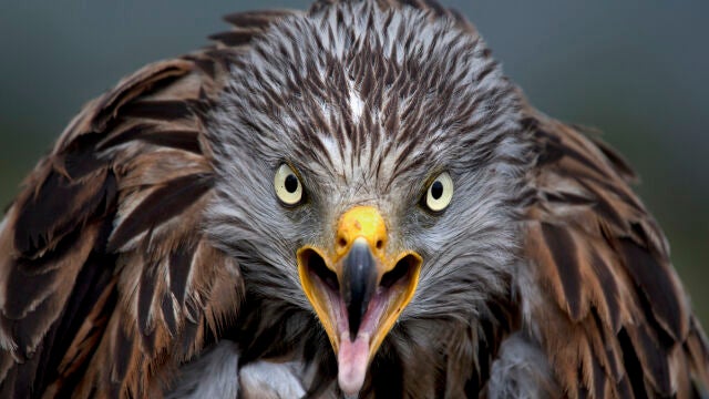 El milano figura en el Catálogo Español de Especies Amenazadas en la categoría de en peligro de extinción