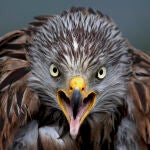 El milano figura en el Catálogo Español de Especies Amenazadas en la categoría de en peligro de extinción