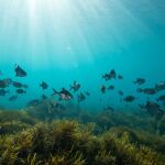 Las algas son especies marinas que ayudan a limpiar los estuarios