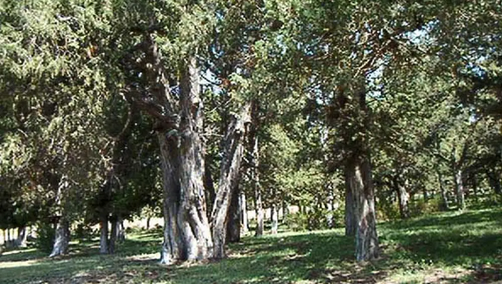 Sabinar de Catalañazor