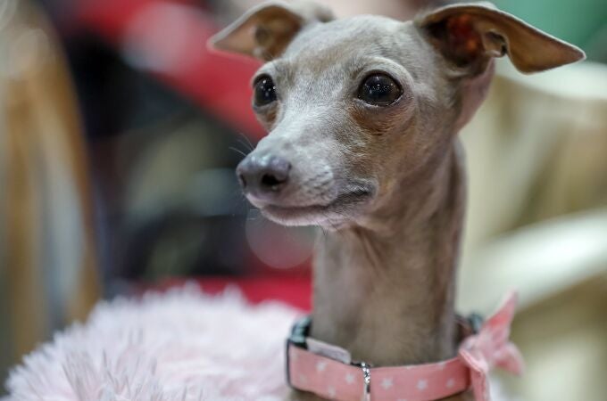 Estas son las principales tiendas que aceptan la entrada de perros